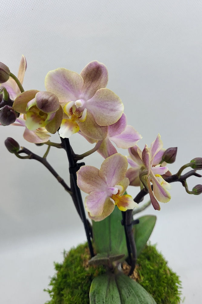 Kokedama Mini-Orchidée
