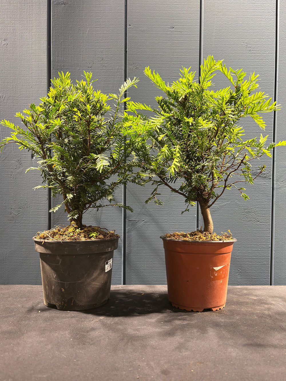 Taxus baccata (If commun)
