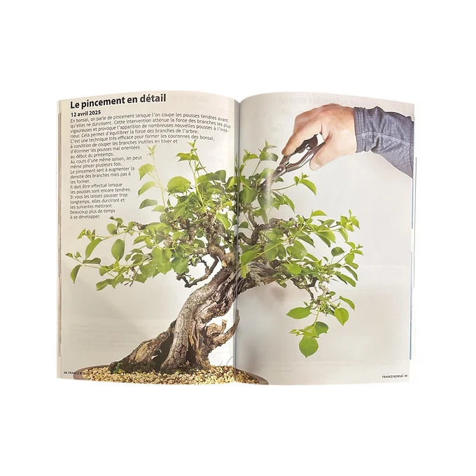 Magazine France Bonsaï - N°163
