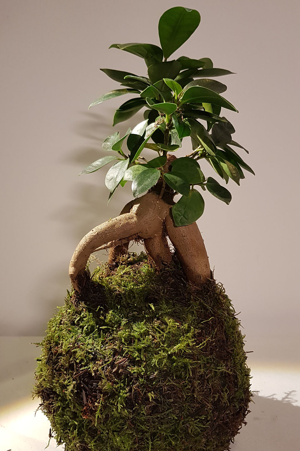 Kokedama Ficus Ginseng