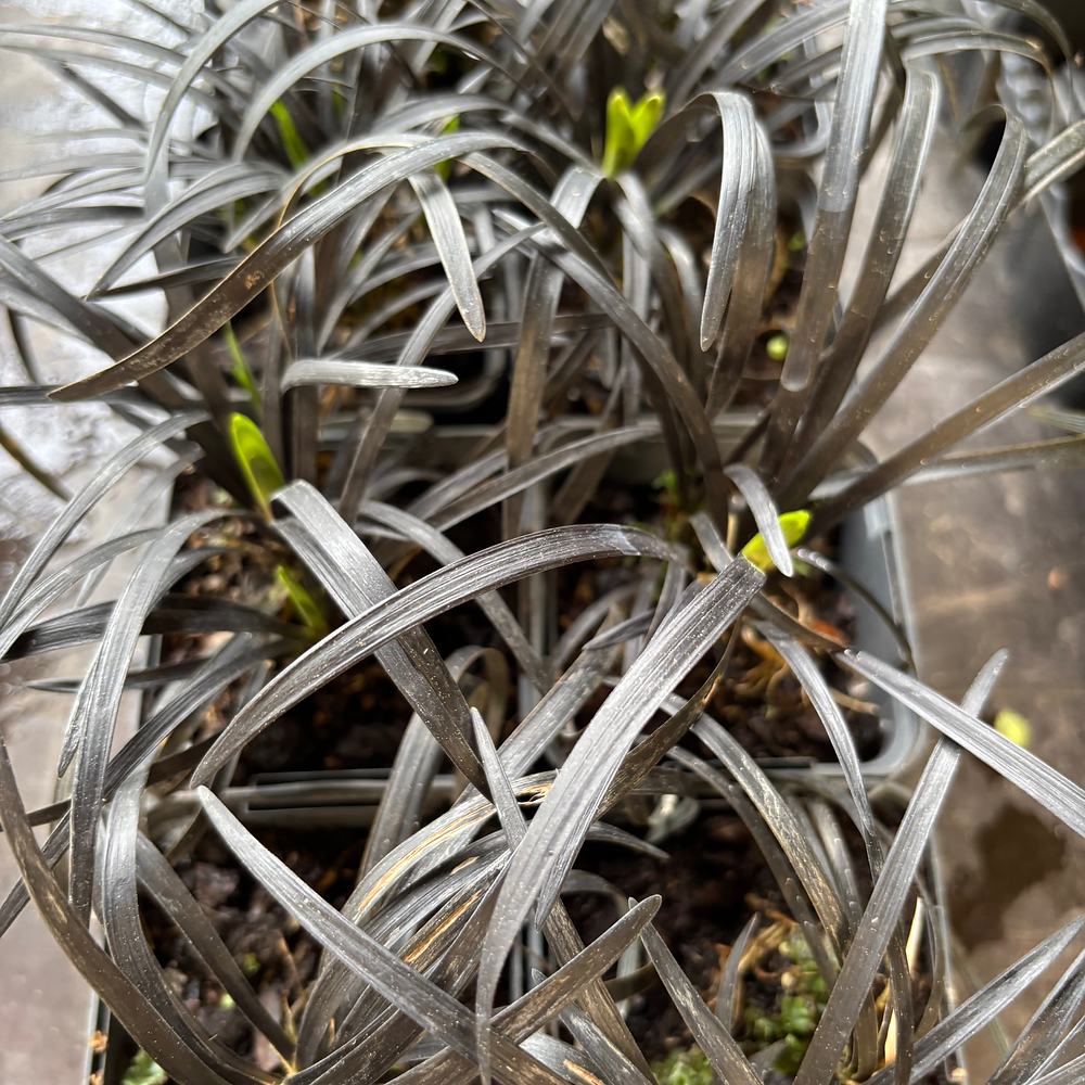OPHIOPOGON planiscapus 'Niger'