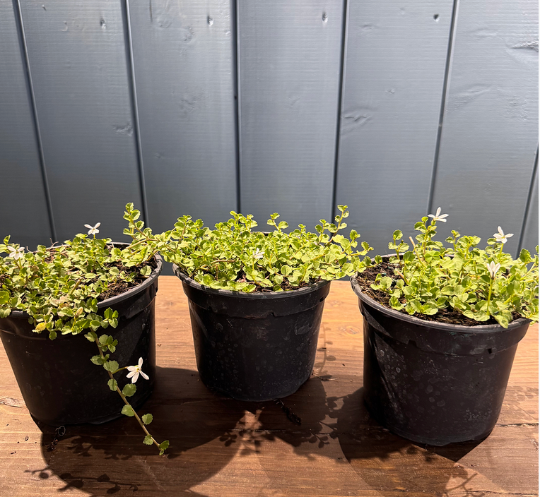PRATIA pedunculata 'Alba'