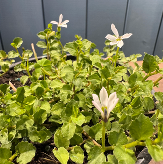 PRATIA pedunculata 'Alba'