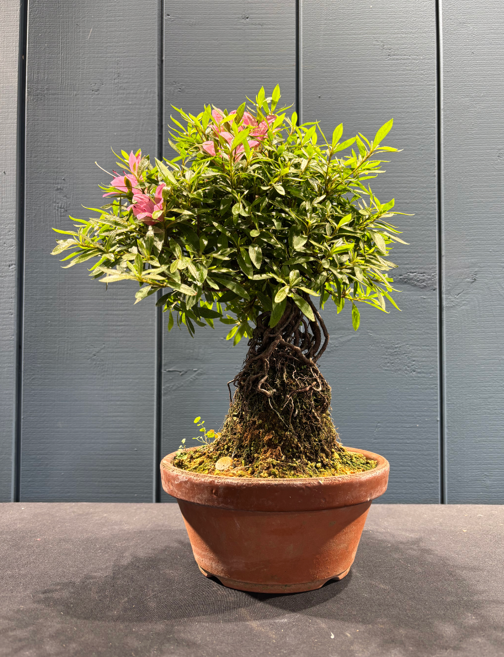 Bonsaï Azalée satsuki 21 ans style neagari, fleurs roses, pot terracotta