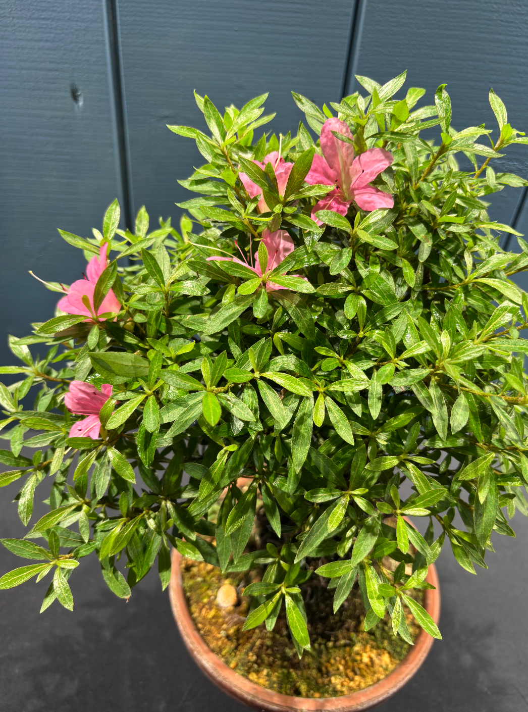 Feuilles et fleurs du bonsaï Azalée satsuki 21 ans style neagari, fleurs roses, pot terracotta