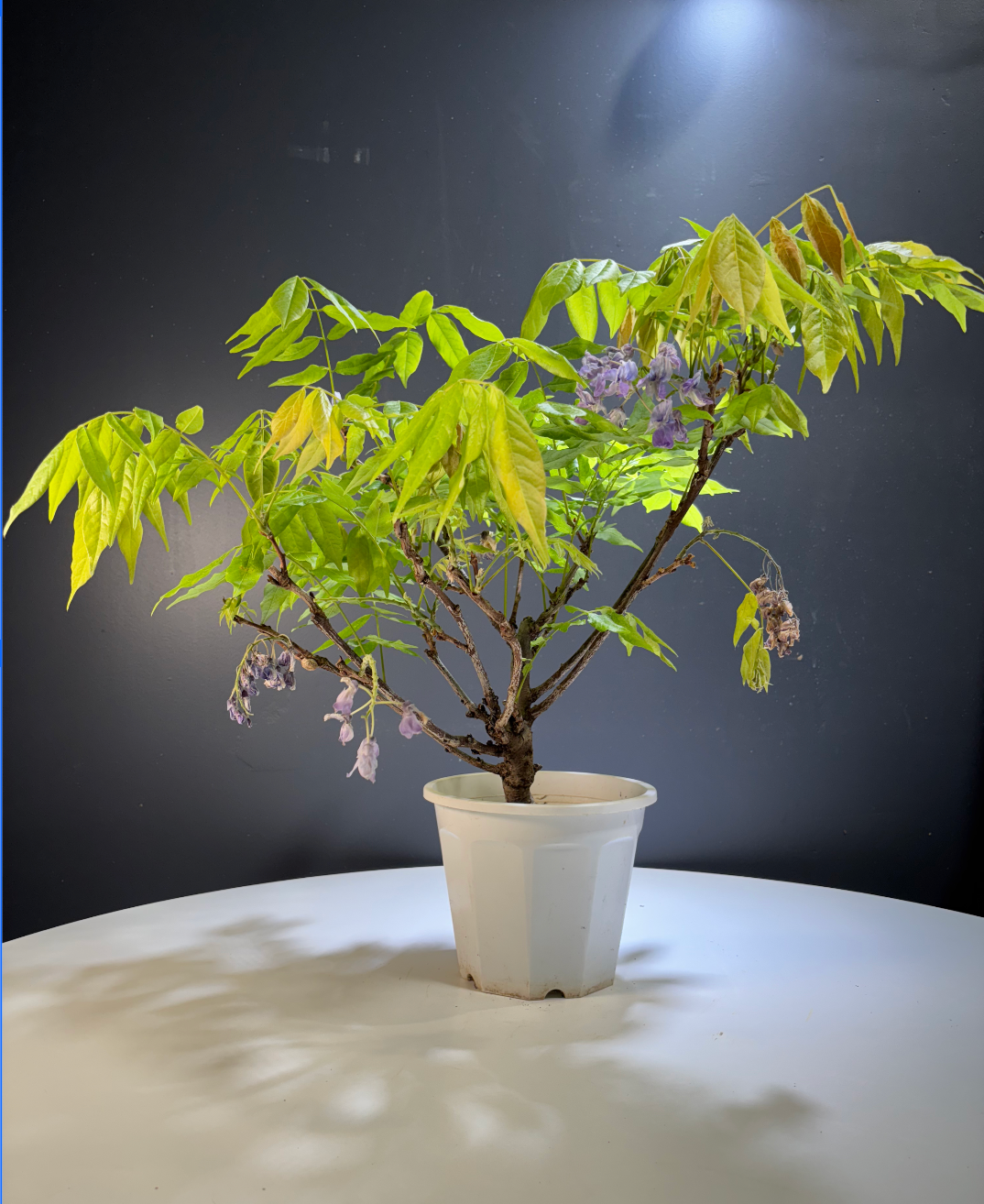 Wisteria floribunda (Glycine du Japon à fleurs violette)