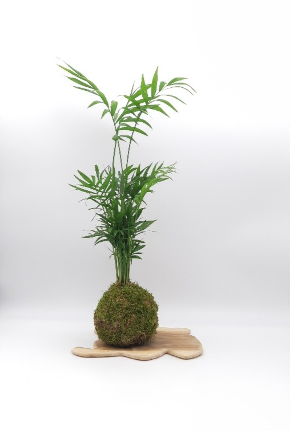 Kokedama Chamaedora (Palmier nain)