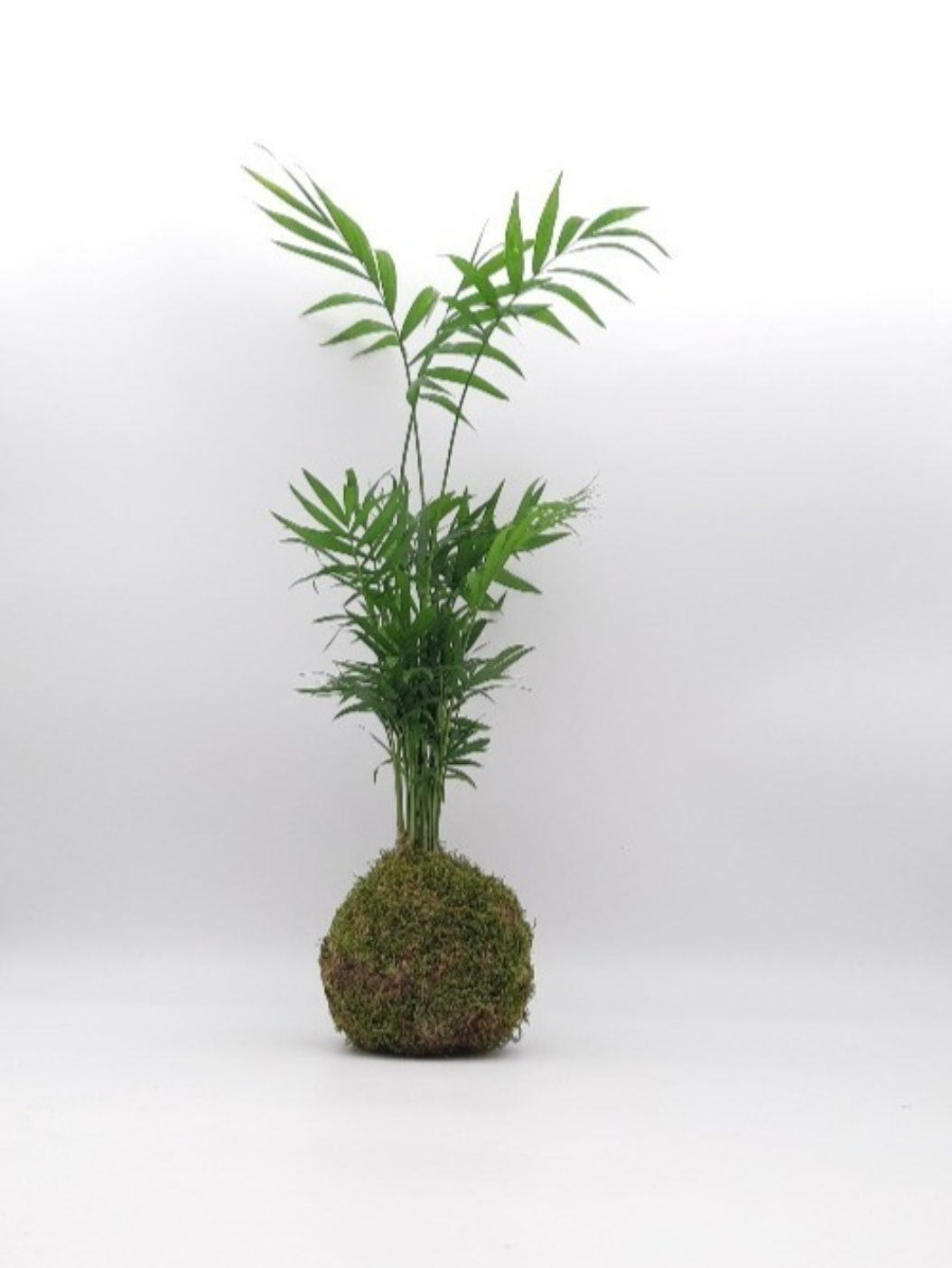 Kokedama Chamaedora (Palmier nain)