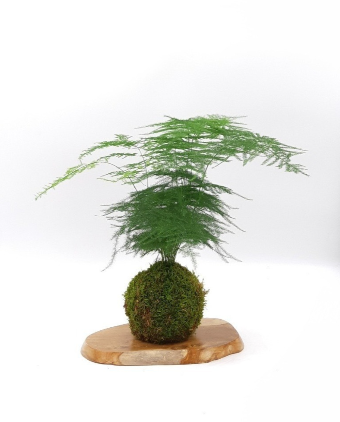 Kokedama Asparagus