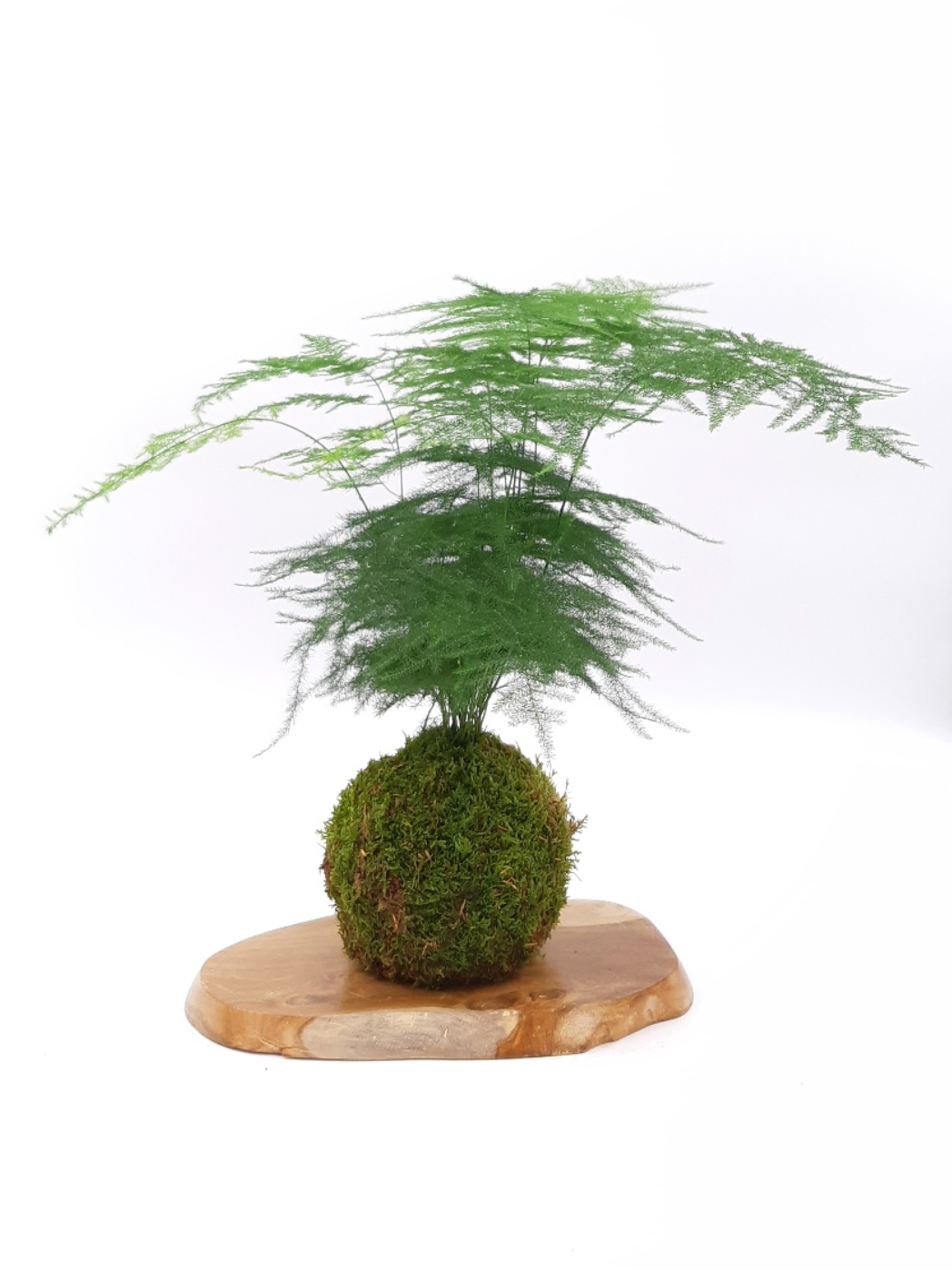 Kokedama Asparagus