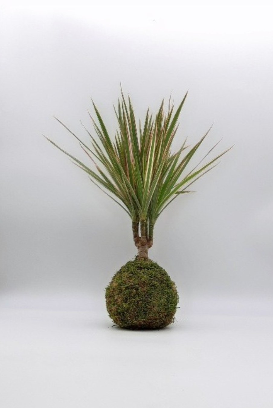 Kokedama Dracaena (Dragonnier de Madagascar)