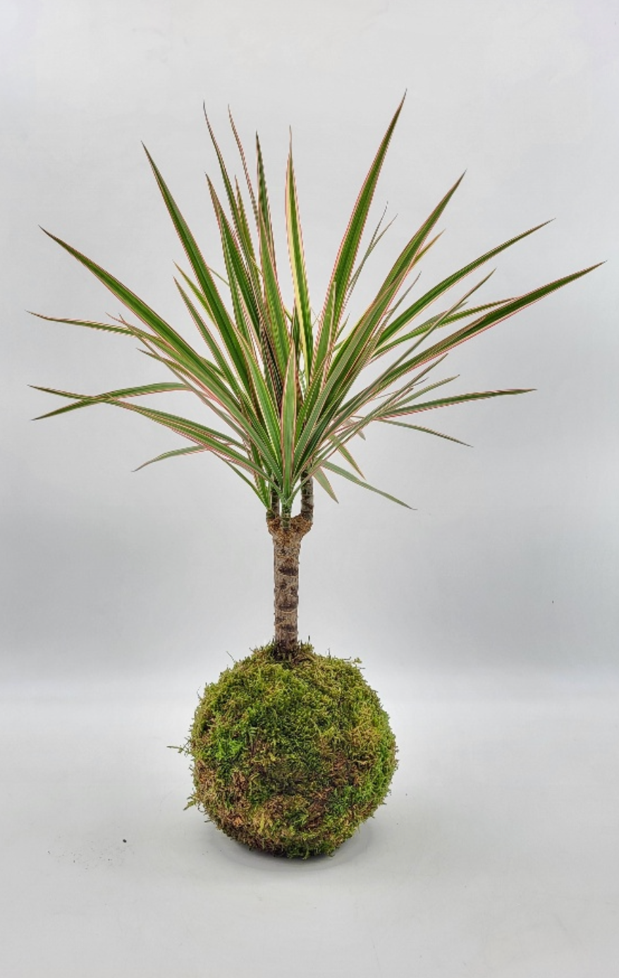 Kokedama Dracaena (Dragonnier de Madagascar)