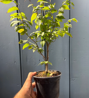 Zelkova serrata
