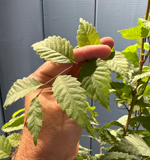 Zelkova serrata