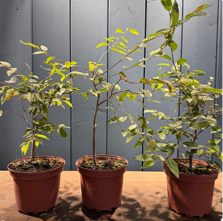 Carpinus japonica