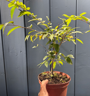 Carpinus japonica