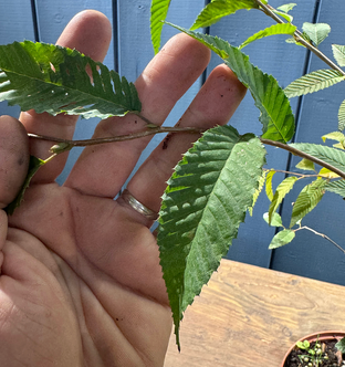 Carpinus japonica