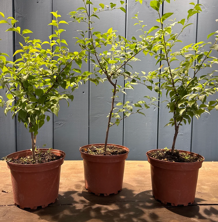 Styrax japonica
