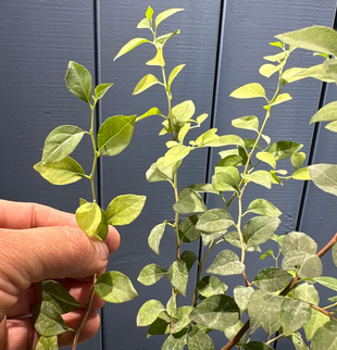Styrax japonica