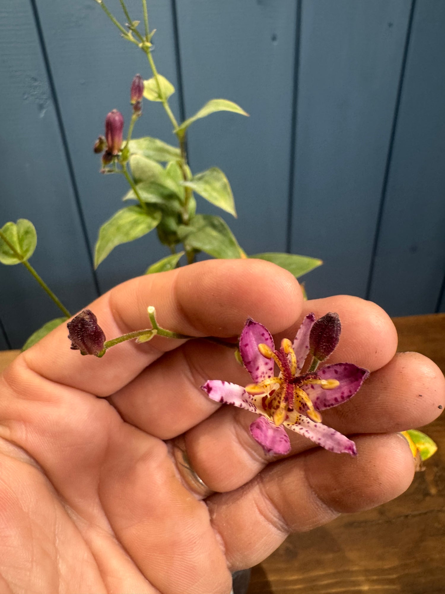 Tricyrtis 'Blaue'