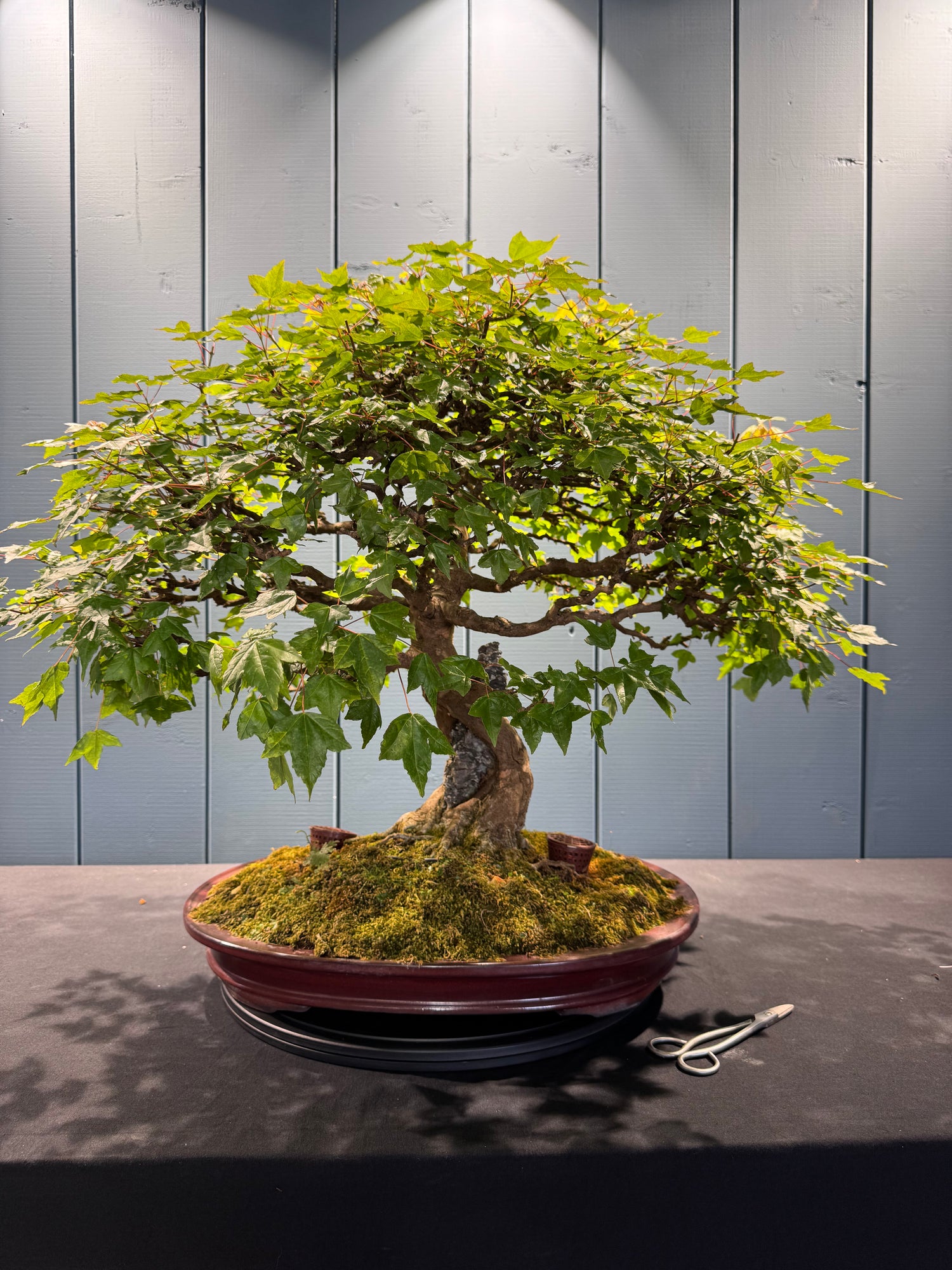 Acer buergerianum (Erable trident)
