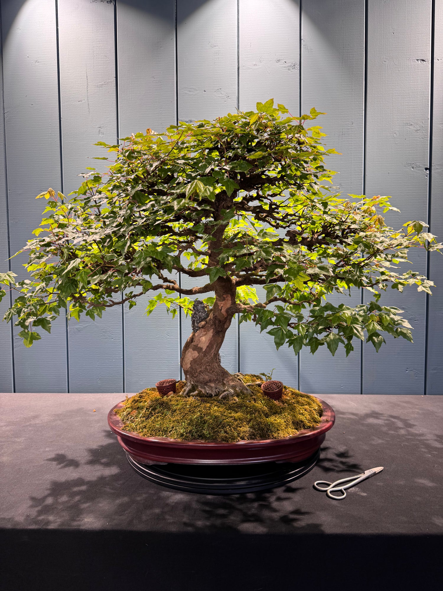 Acer buergerianum (Erable trident)