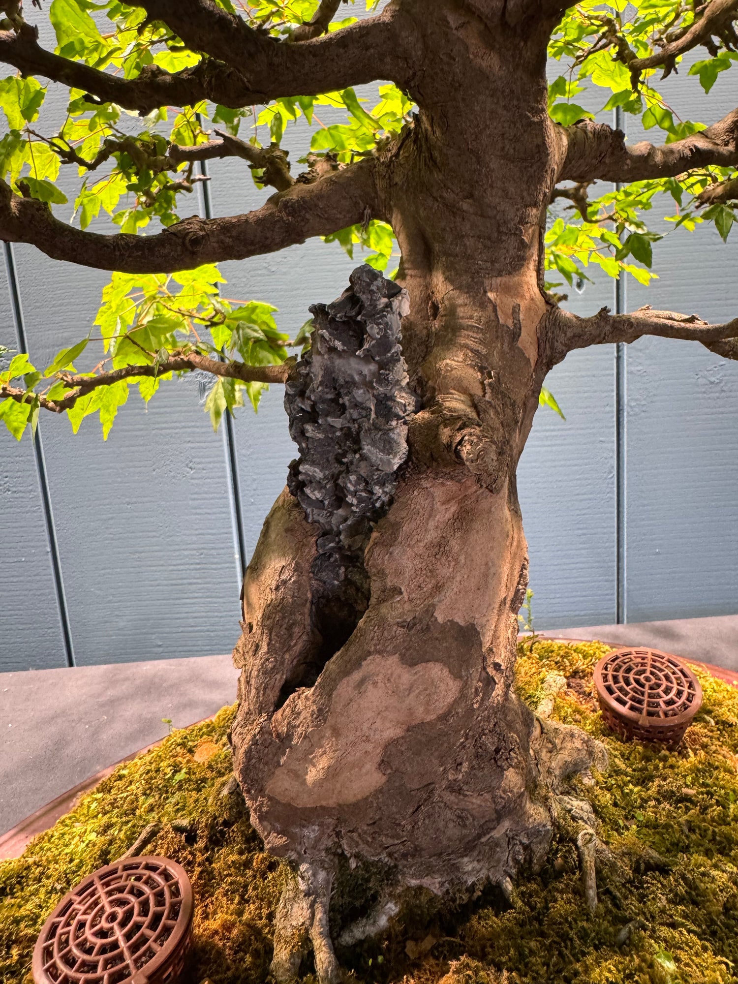 Acer buergerianum (Erable trident)
