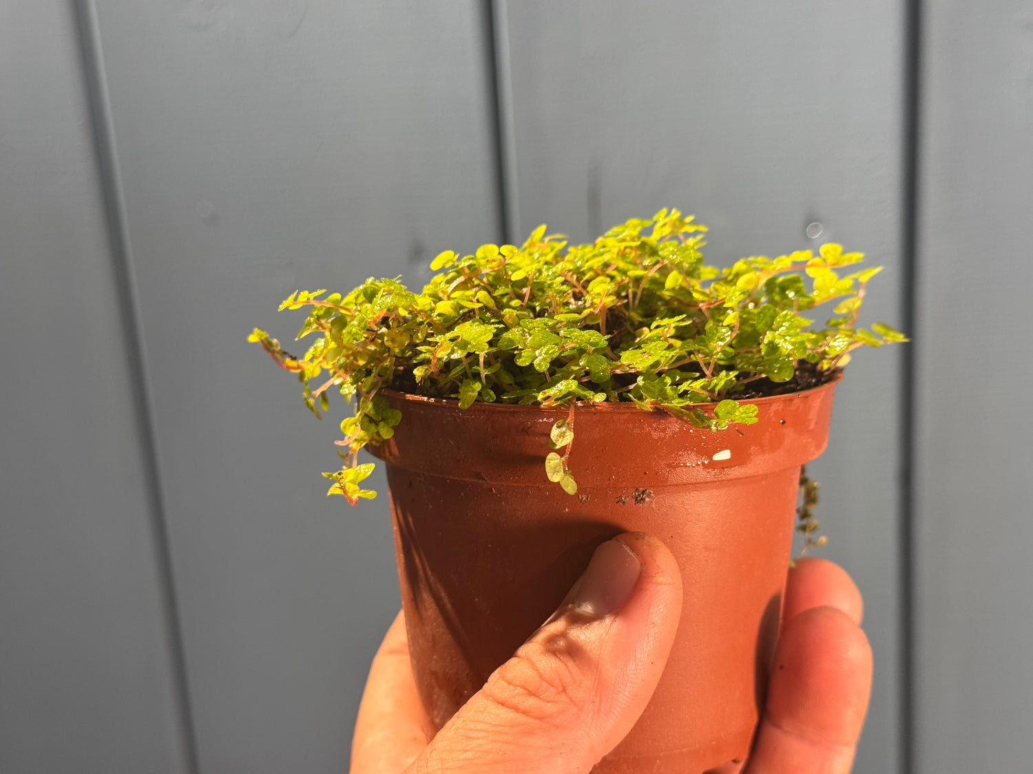 SOLEIROLIA soleirolii