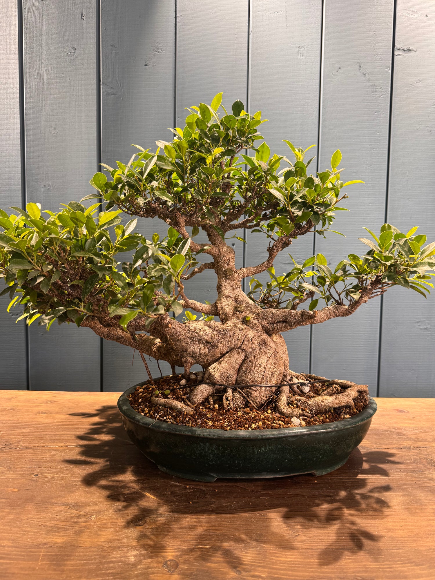 Ficus retusa