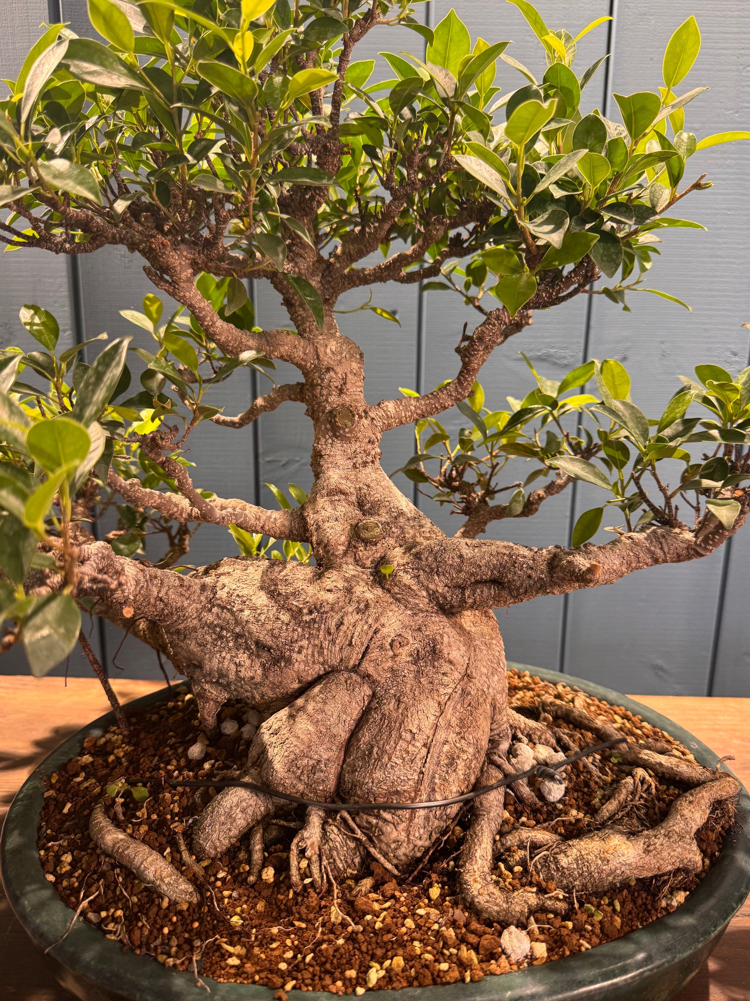 Ficus retusa