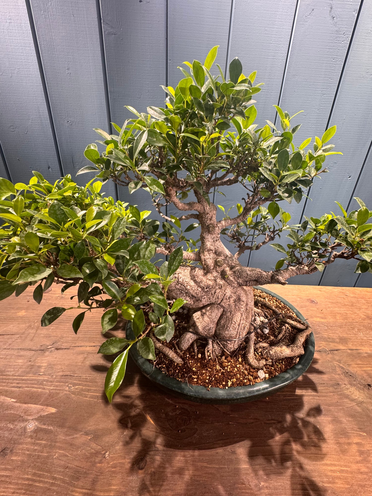 Ficus retusa