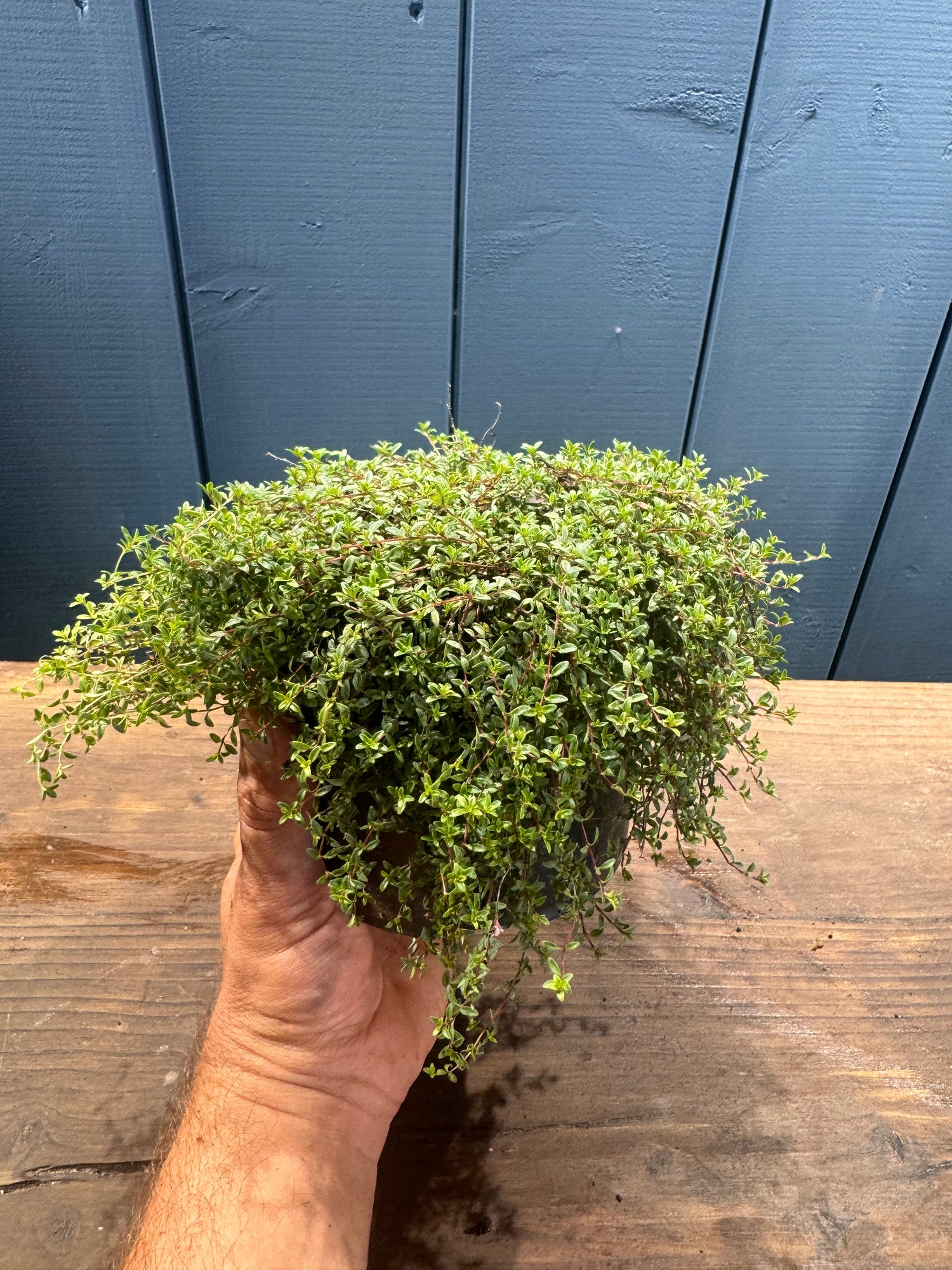 THYMUS Herba-Barona