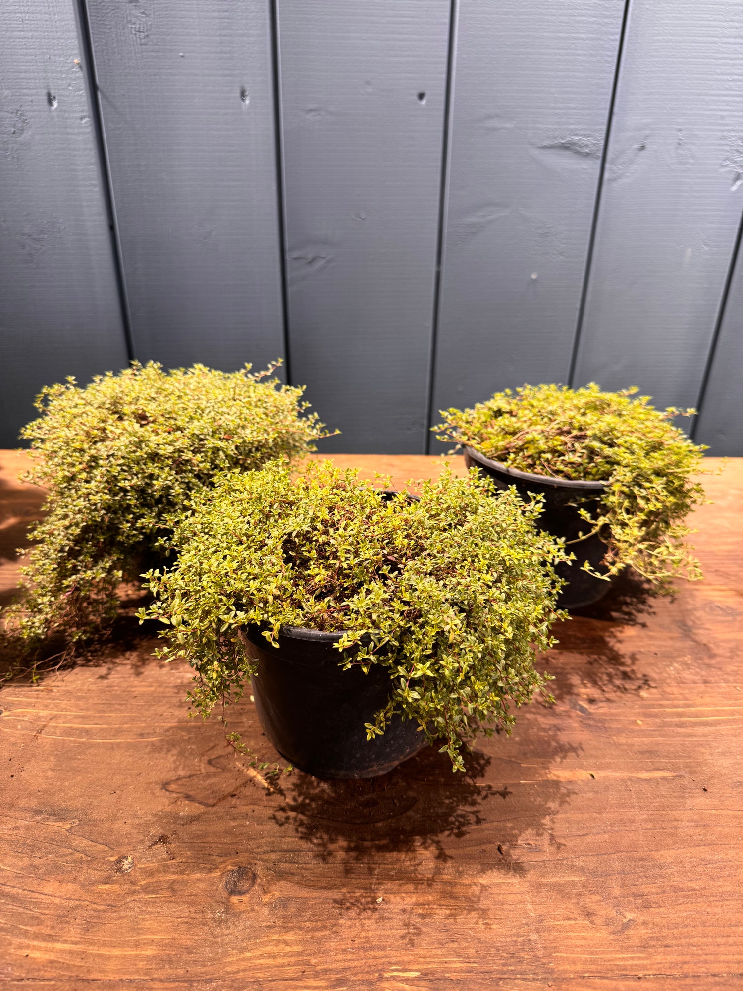 THYMUS Herba-Barona
