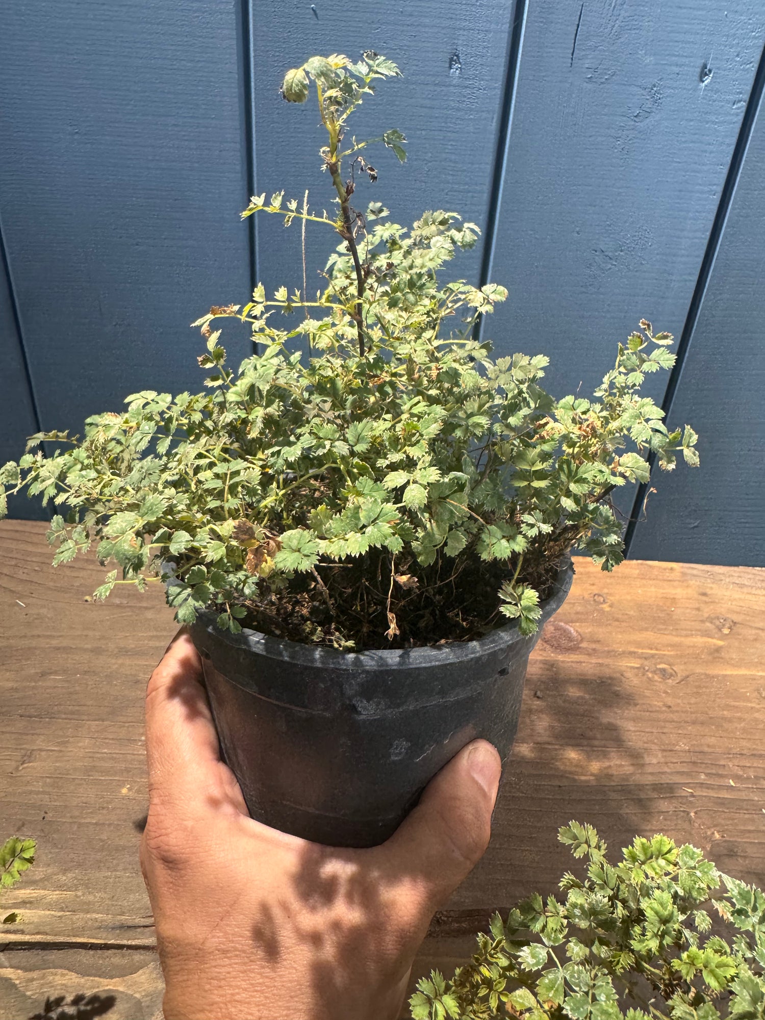 Acaena microphylla 'Kupferteppich'