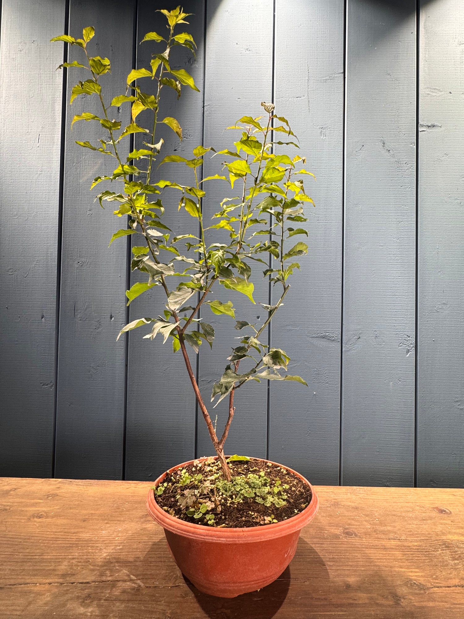 Prunus mume (Abricotier japonais)