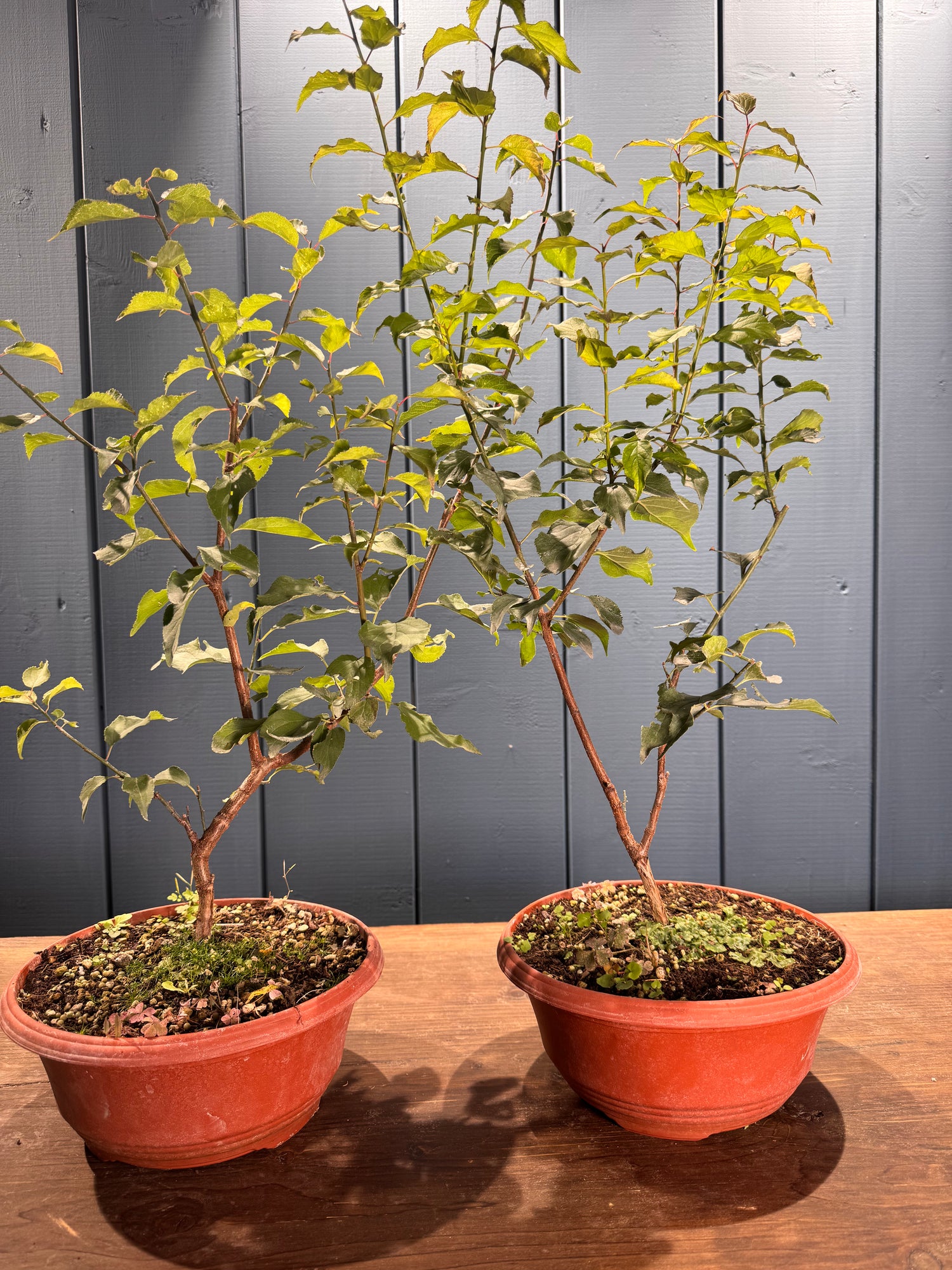 Prunus mume (Abricotier japonais)