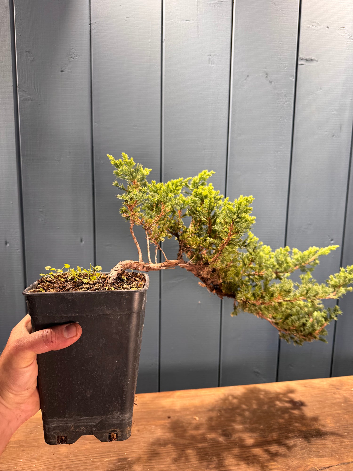 Juniperus procumbens 'Kishiogima'