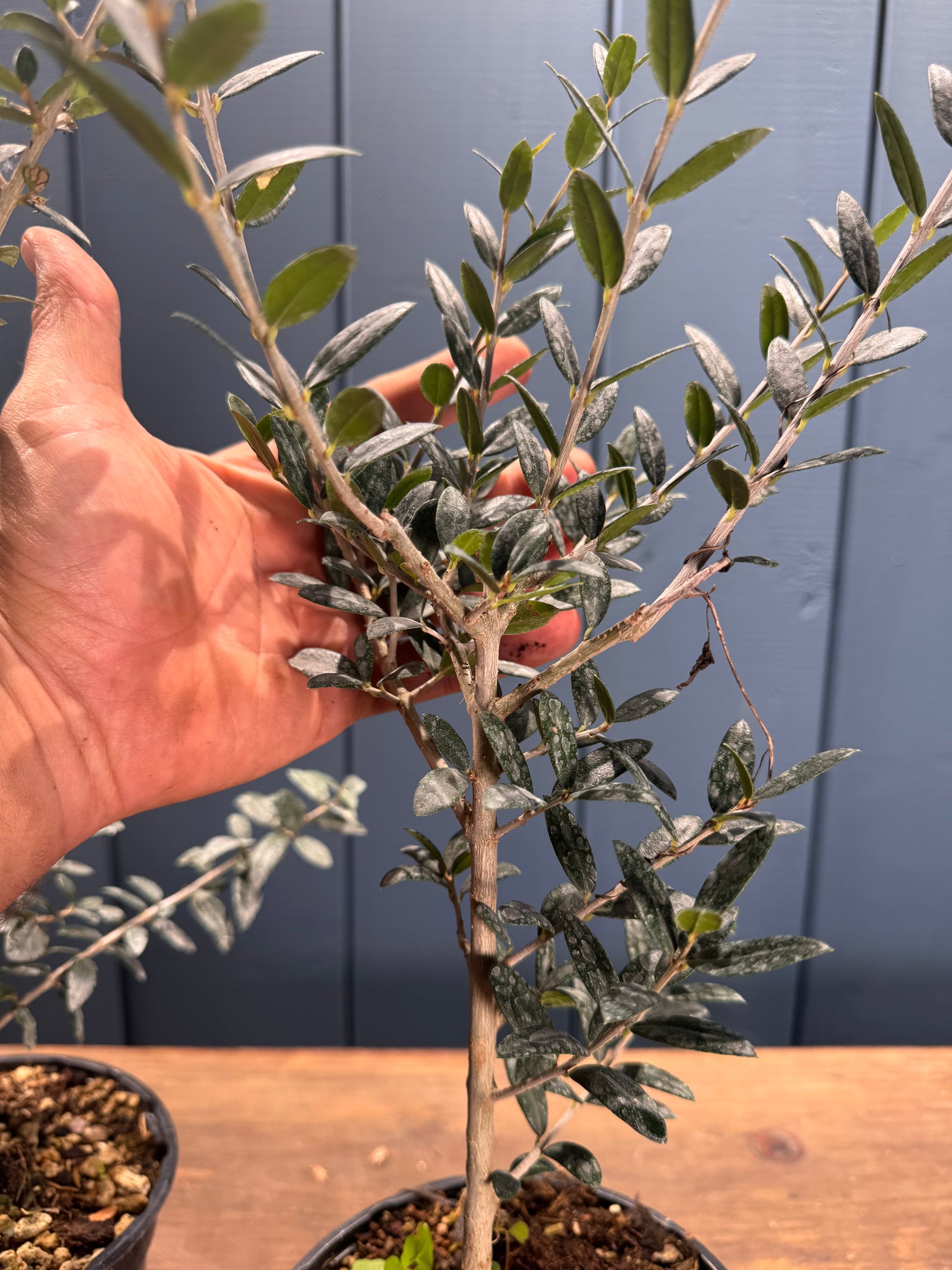 Olea sylvestris (Olivier sauvage)