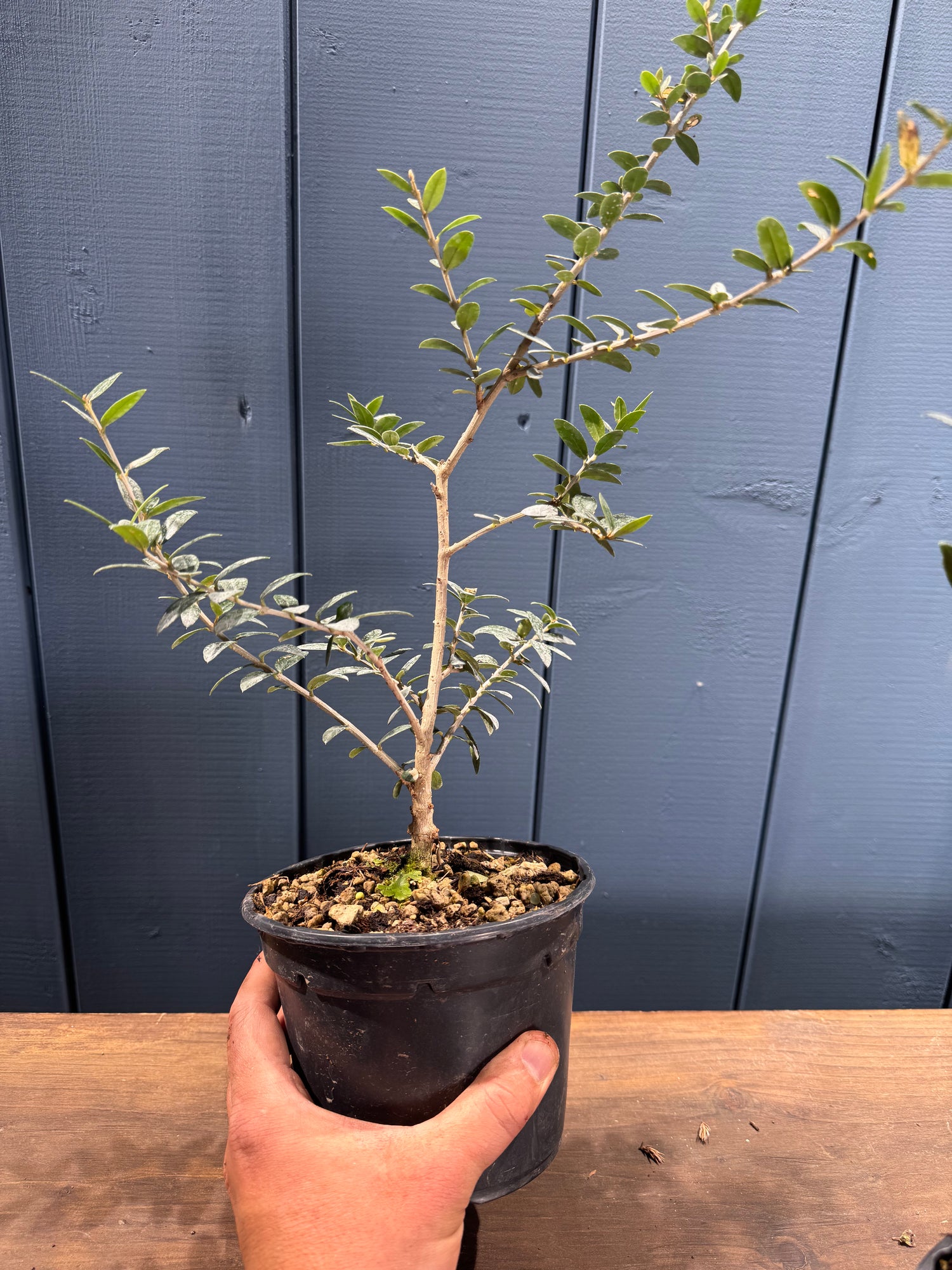 Olea sylvestris (Olivier sauvage)