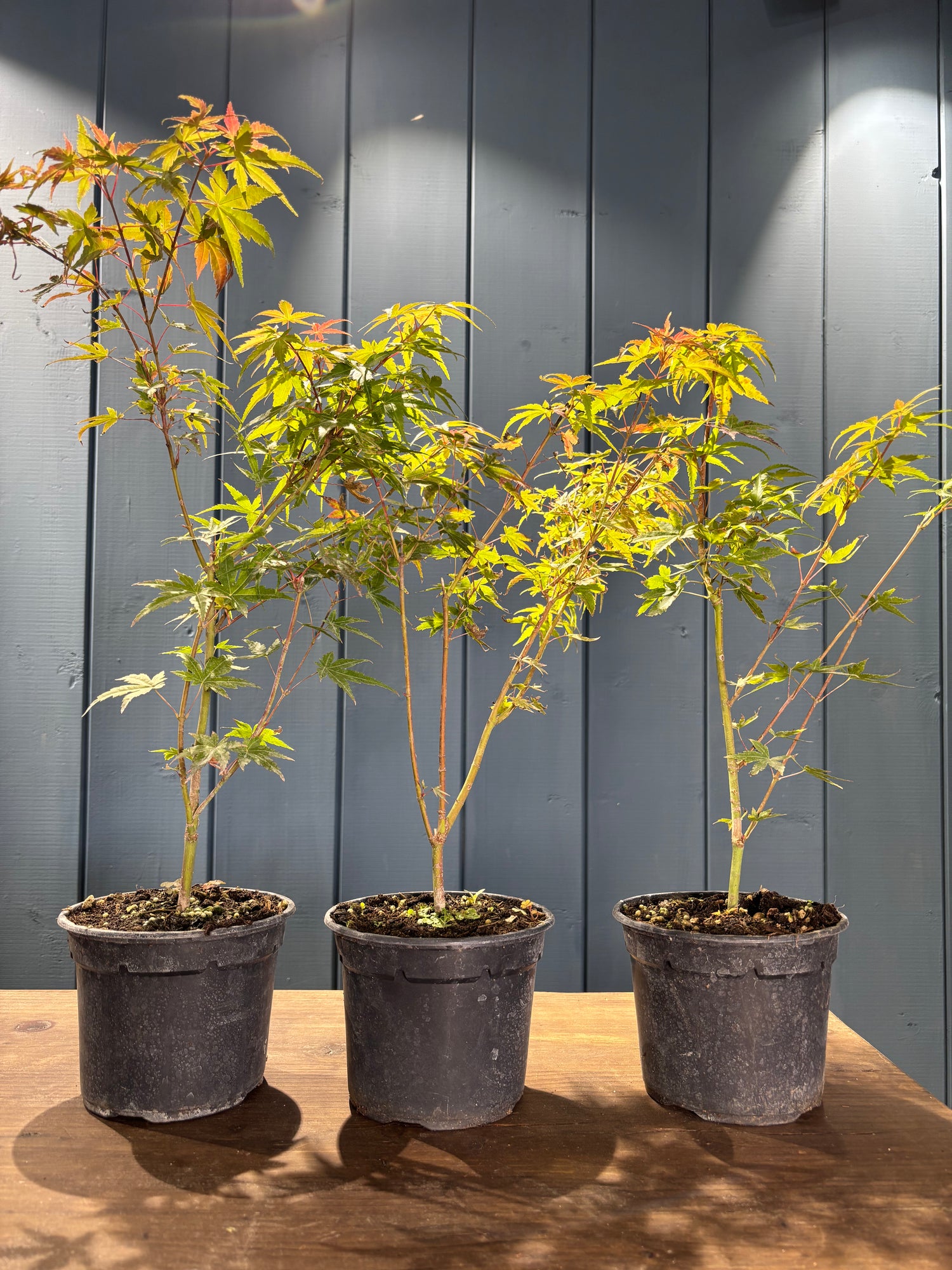 Acer palmatum 'Phoenix'