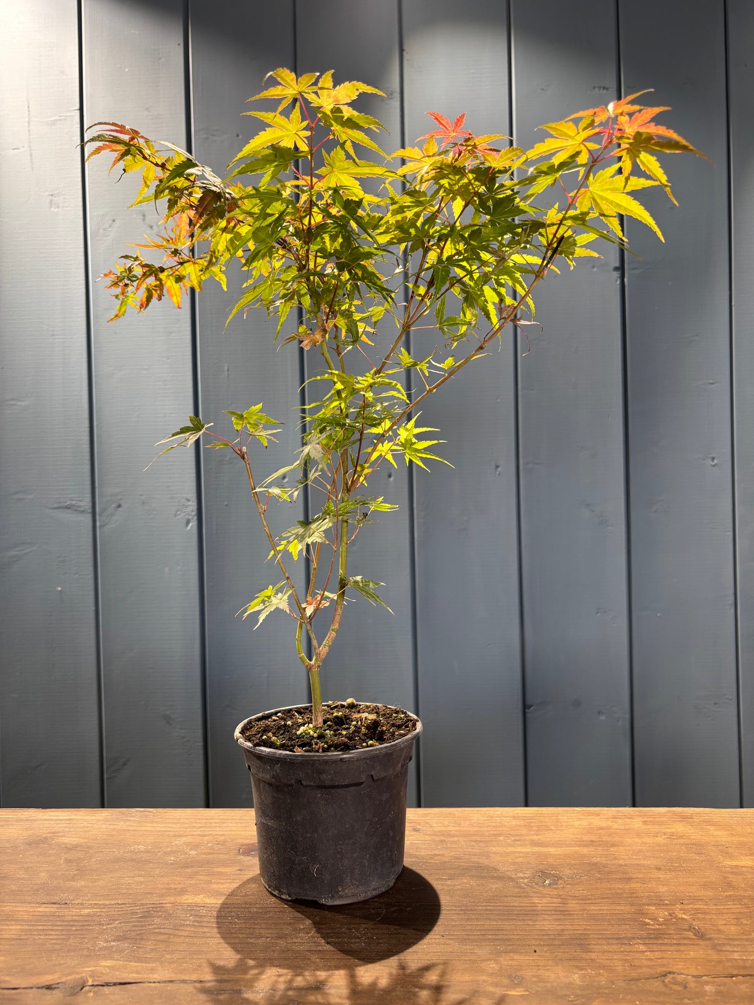 Acer palmatum 'Phoenix'