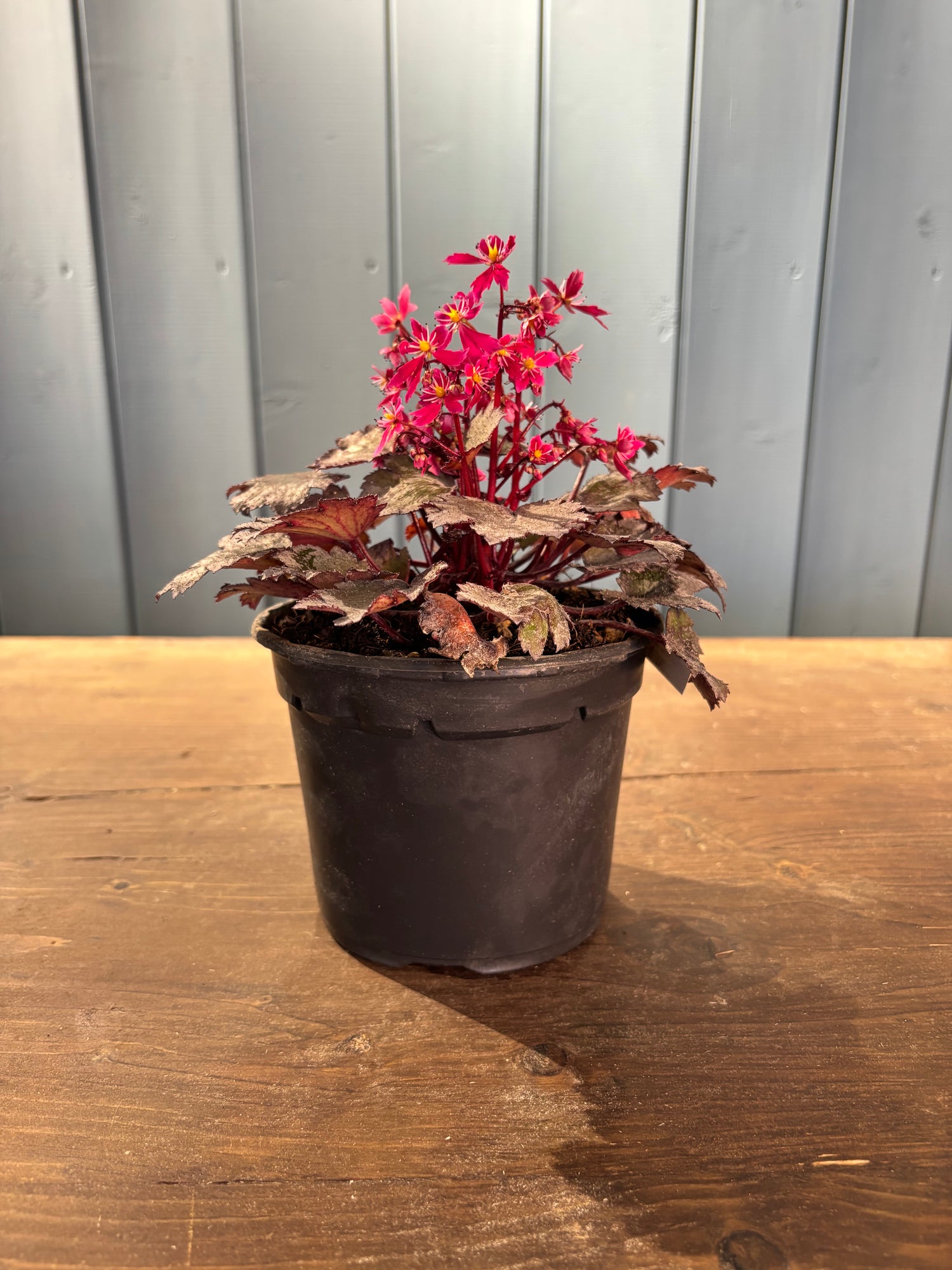 Saxifraga cortusifolia 'Black Ruby'
