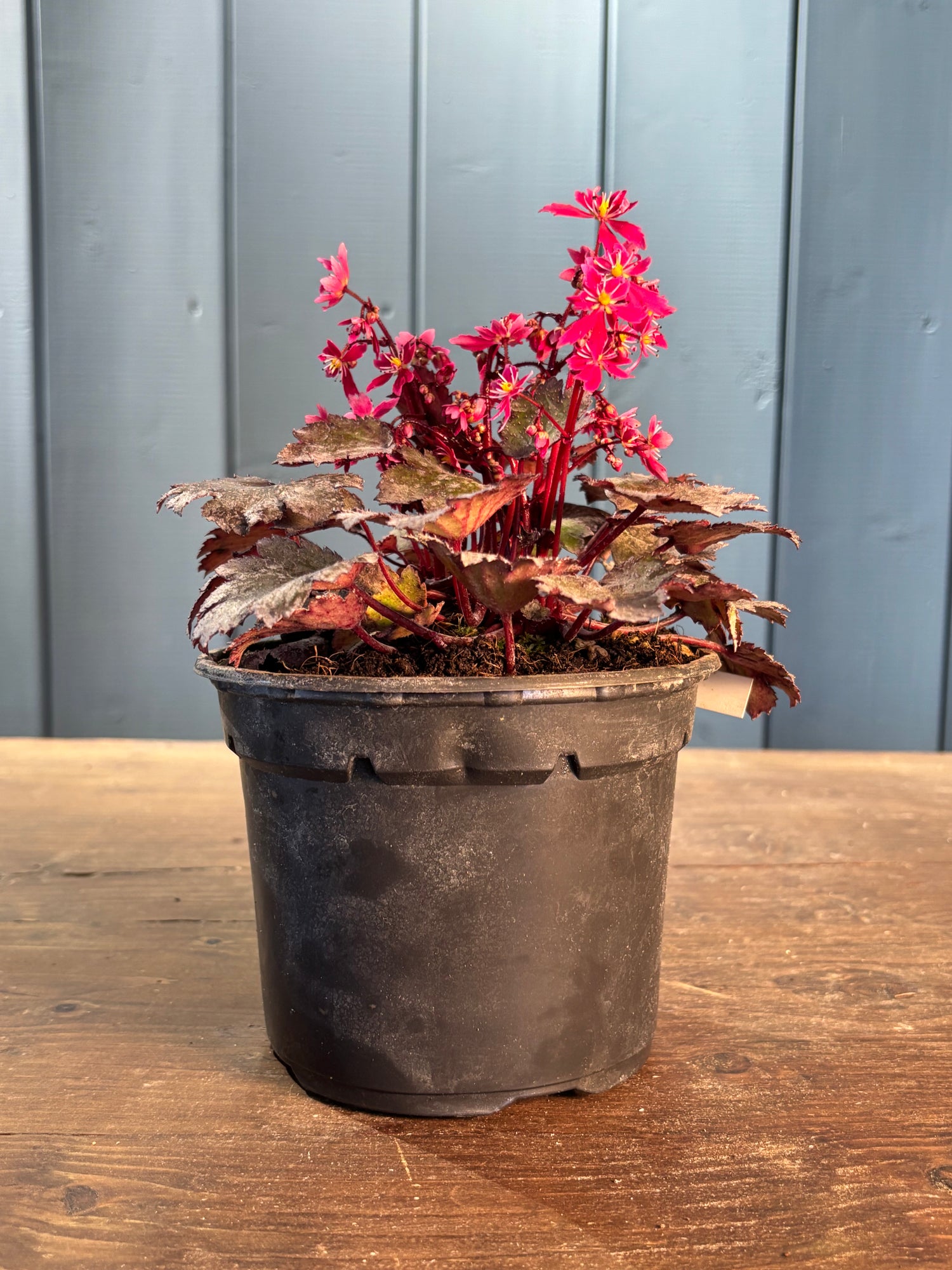 Saxifraga cortusifolia 'Black Ruby'