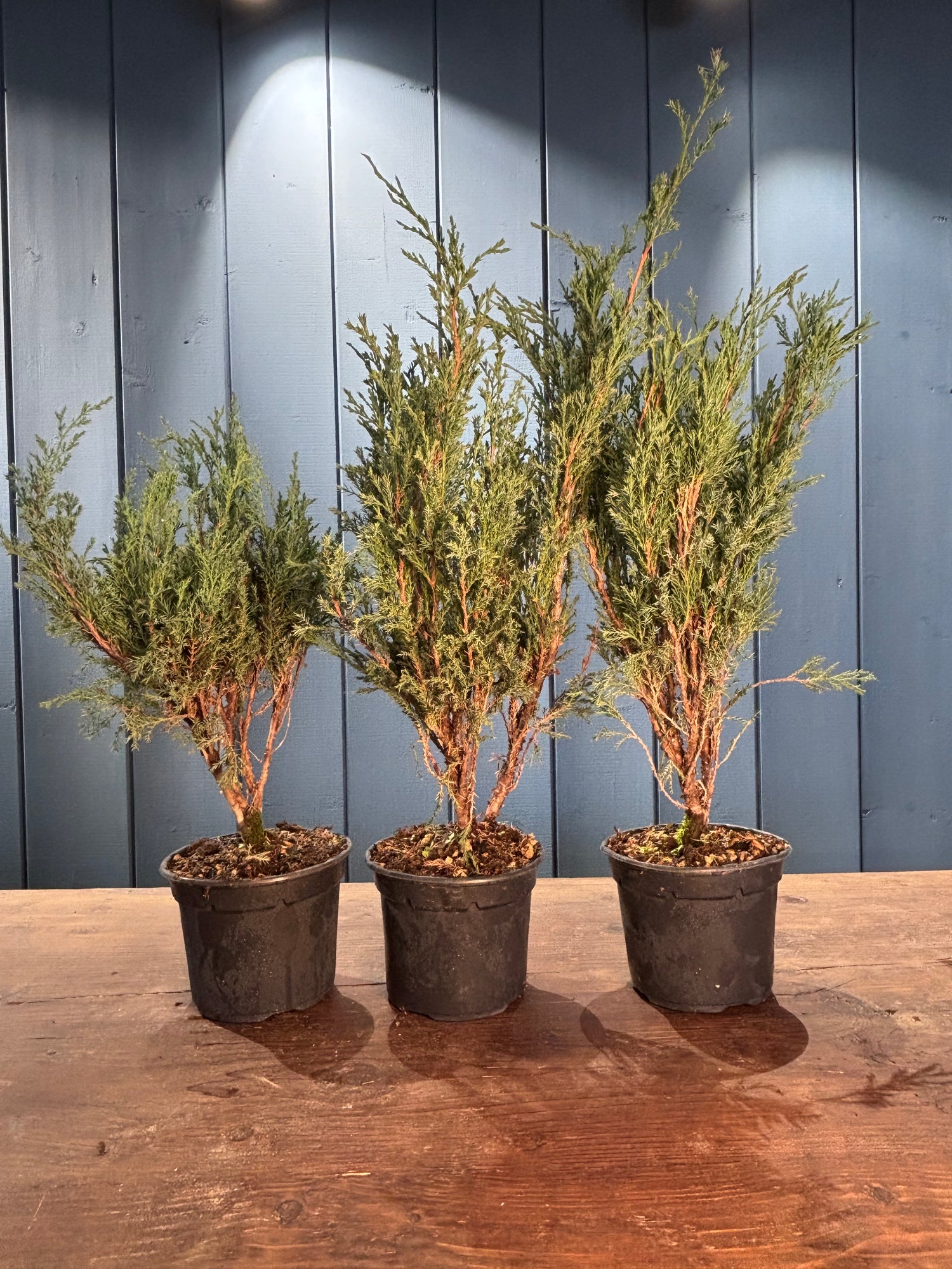 Juniperus sabina