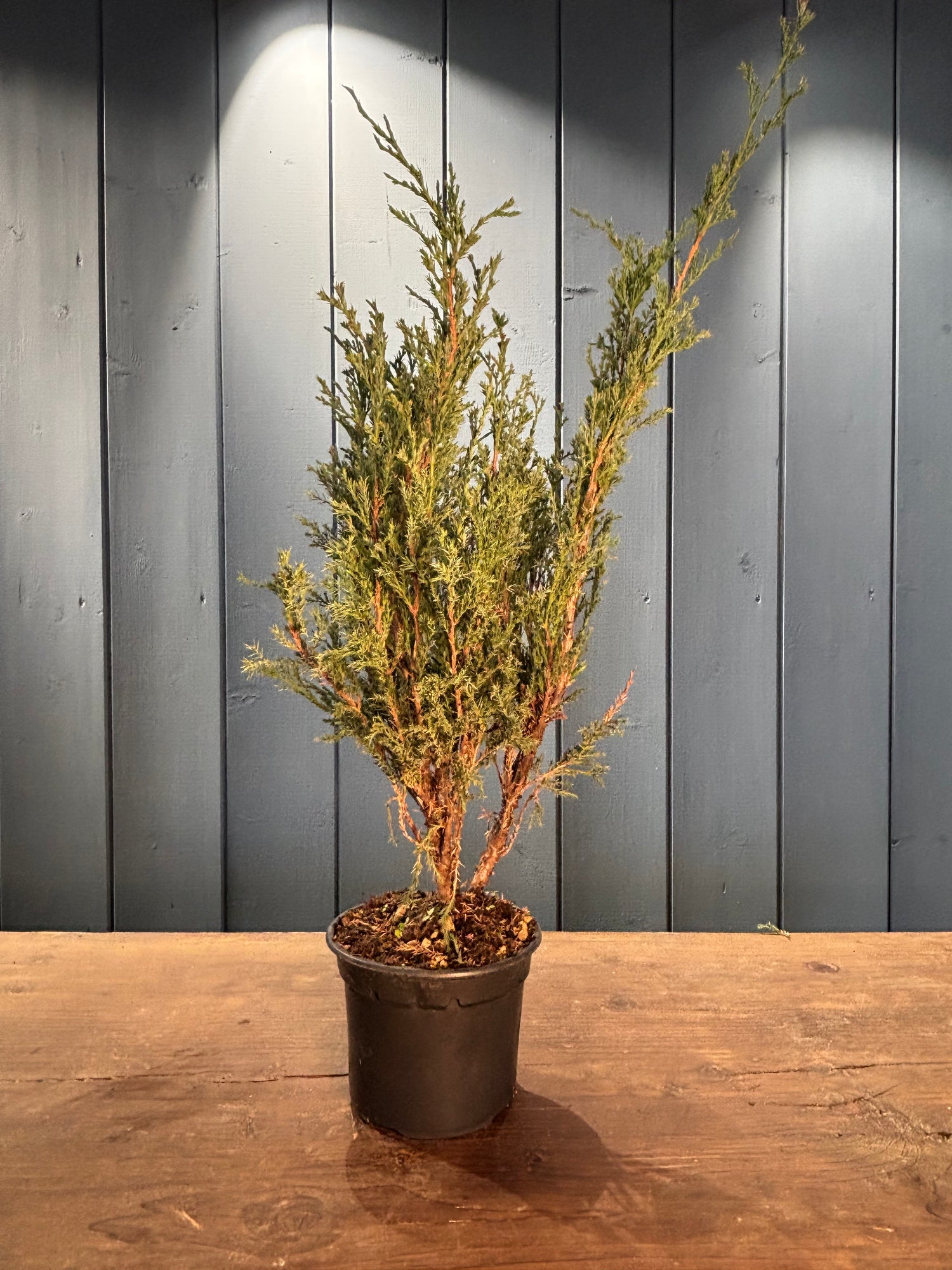 Juniperus sabina