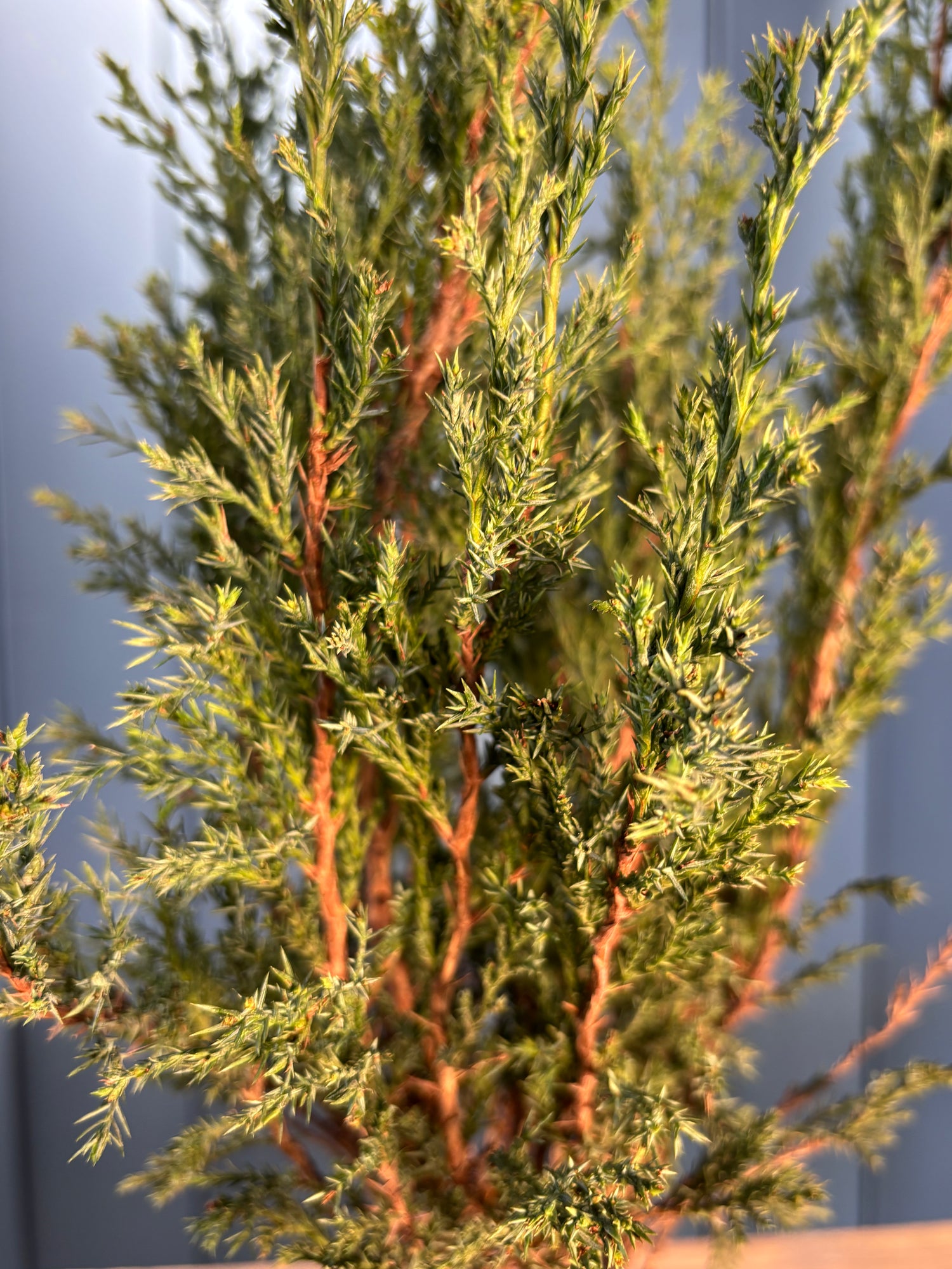 Juniperus sabina