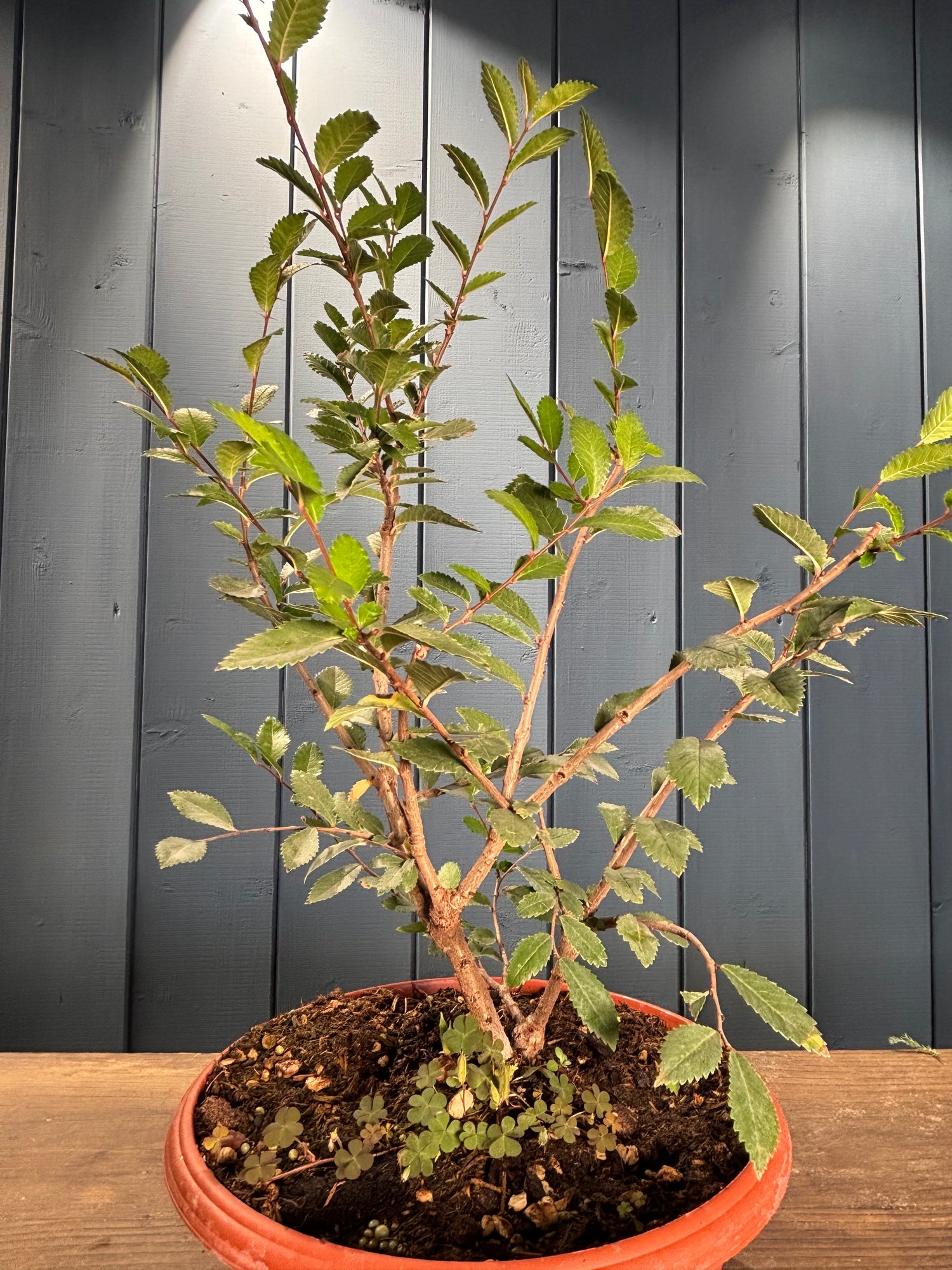Zelkova nire