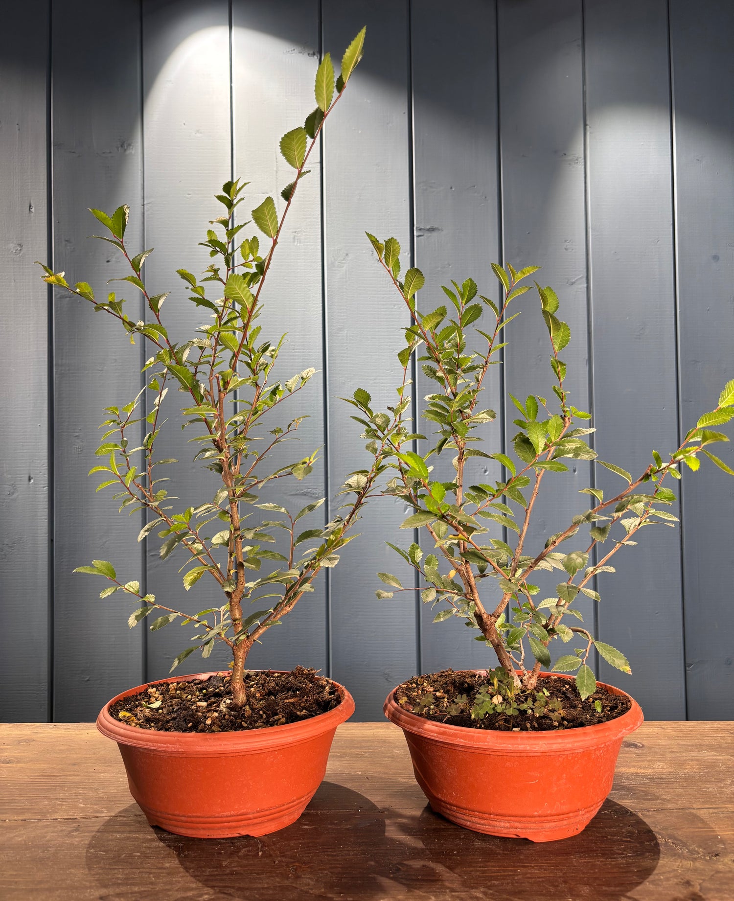 Zelkova nire