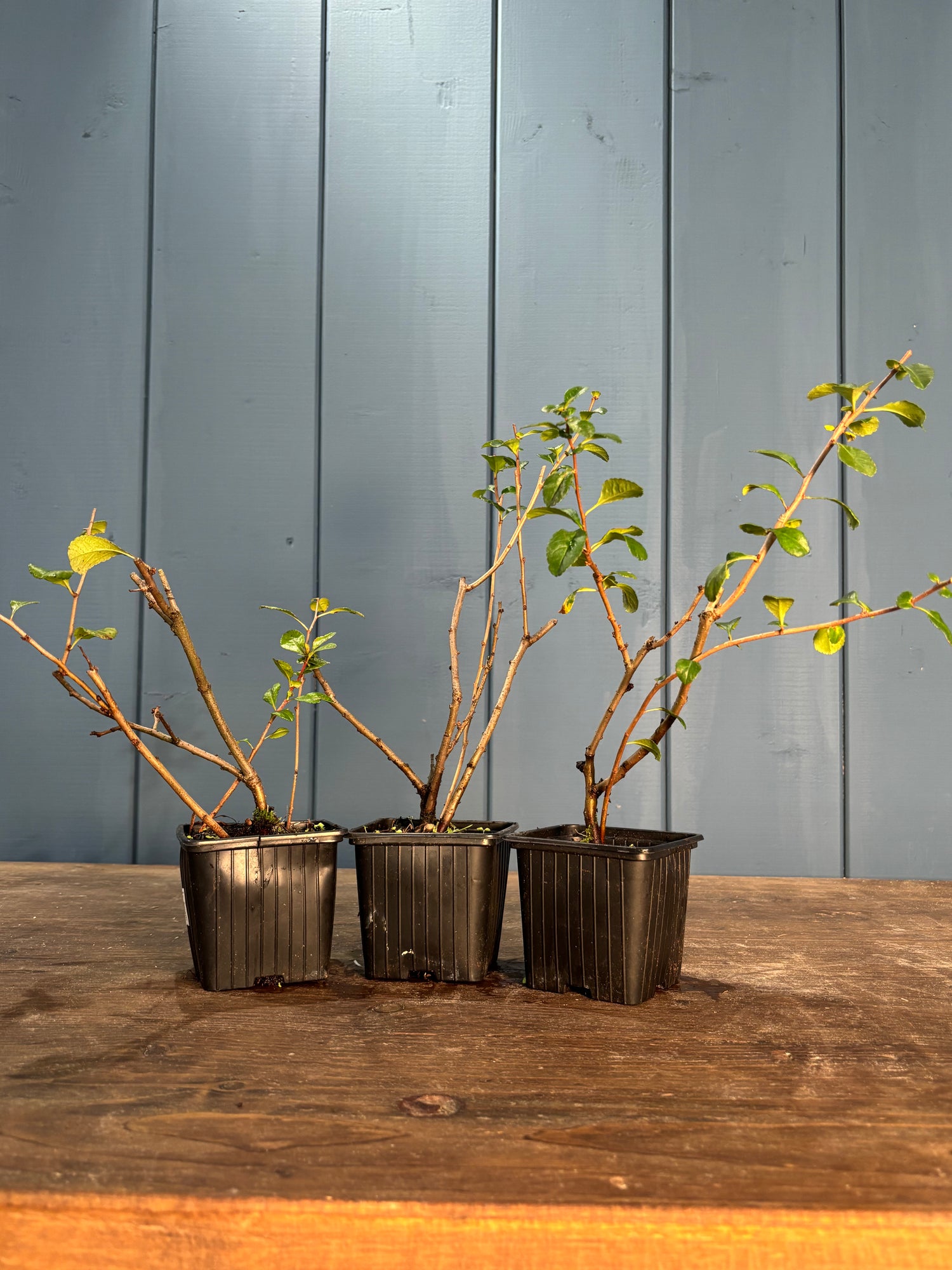 Chaenomeles japonica 'Sargentii'(Cognassier du japon)
