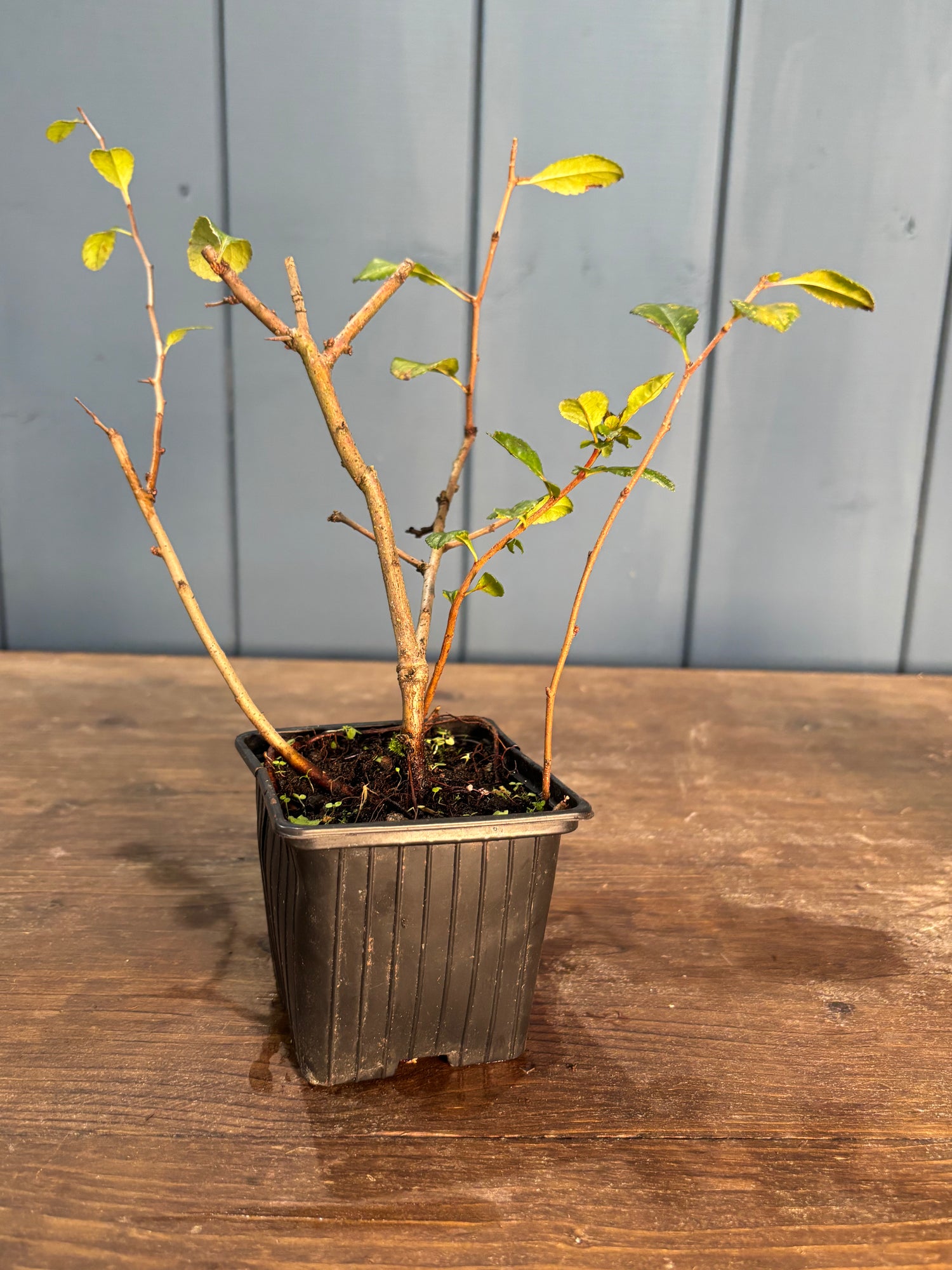 Chaenomeles japonica 'Sargentii'(Cognassier du japon)